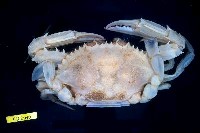 Flower crab Collection Image, Figure 1, Total 3 Figures